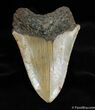 Nice Inch Megalodon Tooth With Stand #579-2